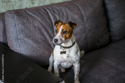 Jack Russell Terrier is sitting at home on a gray sofa.