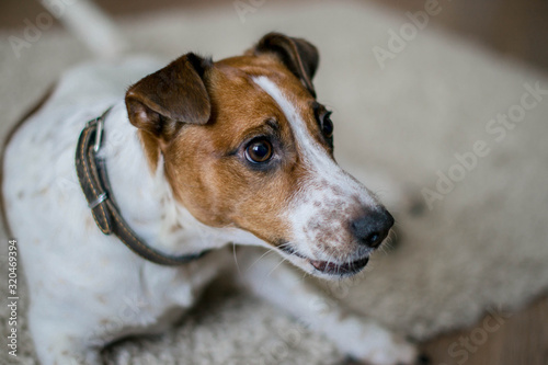 Jack Russell Terrier lies on a light rug and looks straight. © nadezhda