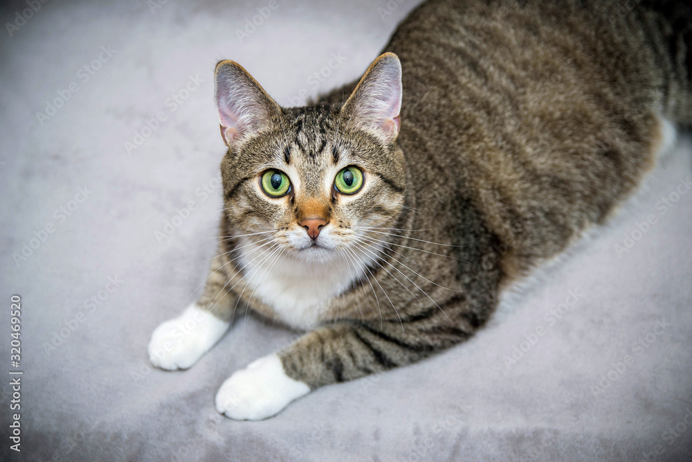 The striped smooth-haired cat lies on a gray background. Top view, the cat is looking into the frame. The striped smooth-haired cat lies on a gray background. Top view, the cat is looking into the frame.