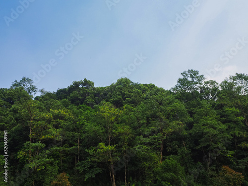 forest and trees with sky © khlongwangchao