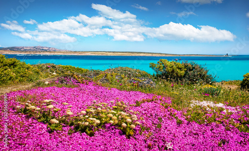 Blooming pink flowers on the della Pelosa beach. Sunny spring scene of Sardinia island, Italy, Europe. Bright morning seascape of Mediterranean sea. Beauty of nature concept background..
