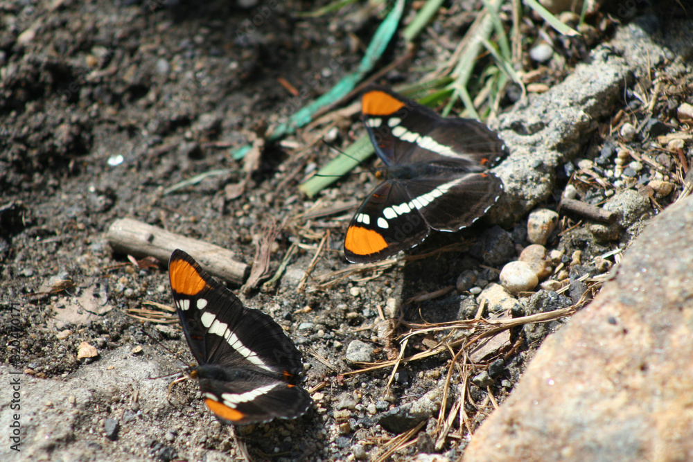 California Sister Butterflies (CA 04646) California Sister Butterflies (CA 04646)