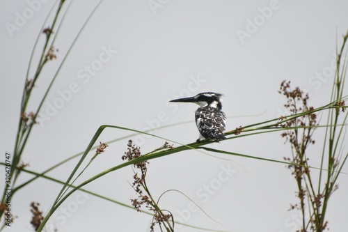 Pied kingfisher, Mabamba Bay, Uganda photo