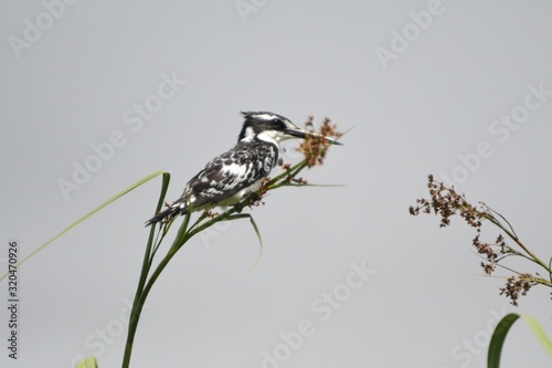 Pied kingfisher, Mabamba Bay, Uganda