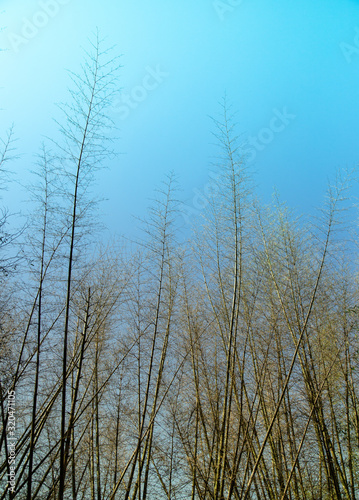 Tall Bamboo trees with clear blue sky background vertical