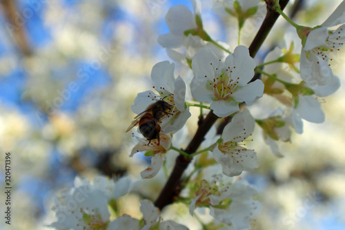 Honeybee Working on the Blossoms (CA 05442) © Charles