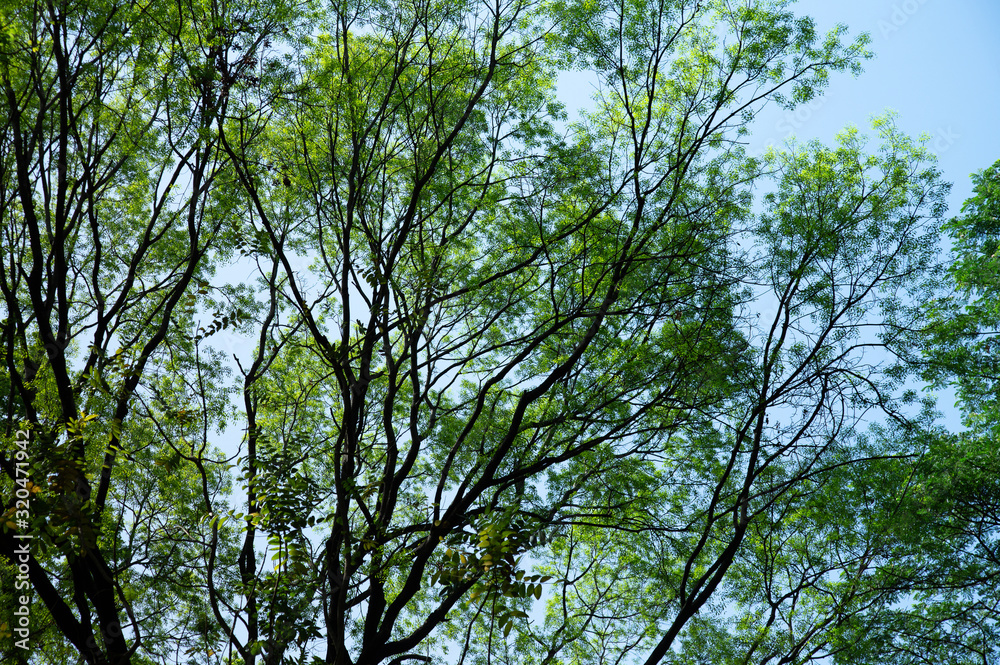 Fototapeta premium Lush green leaves with clear blue sky background