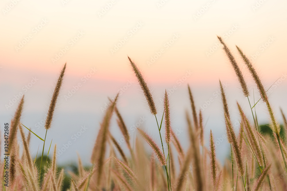 Obraz premium Close-up grass flower with sunset on background. Outdoor in the natural concept