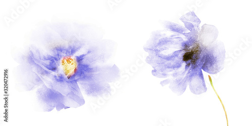 Watercolor flowers   isolated on white background