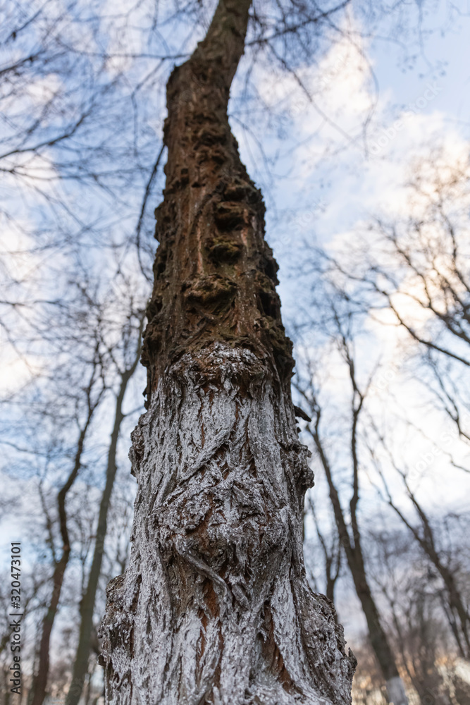 Old tall tree without leaves in a winter city park. European city.