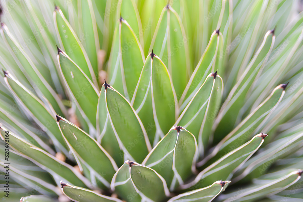 Cloes up leaves of Queen Victoria Century Agave Plant. background and texture Cloes up leaves of Queen Victoria Century Agave Plant. background and texture