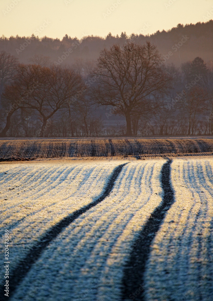 Obraz premium Bestelltes Feld im Winter mit Frost und Reifenspuren von einem Traktor die auf einen Wald zufahren