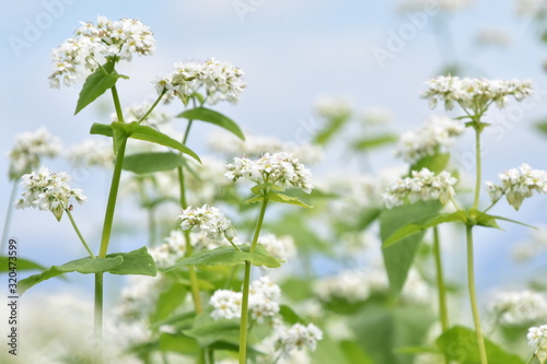 そばの花畑