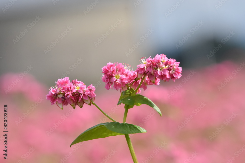 Obraz premium Ogród kwiatowy gryki