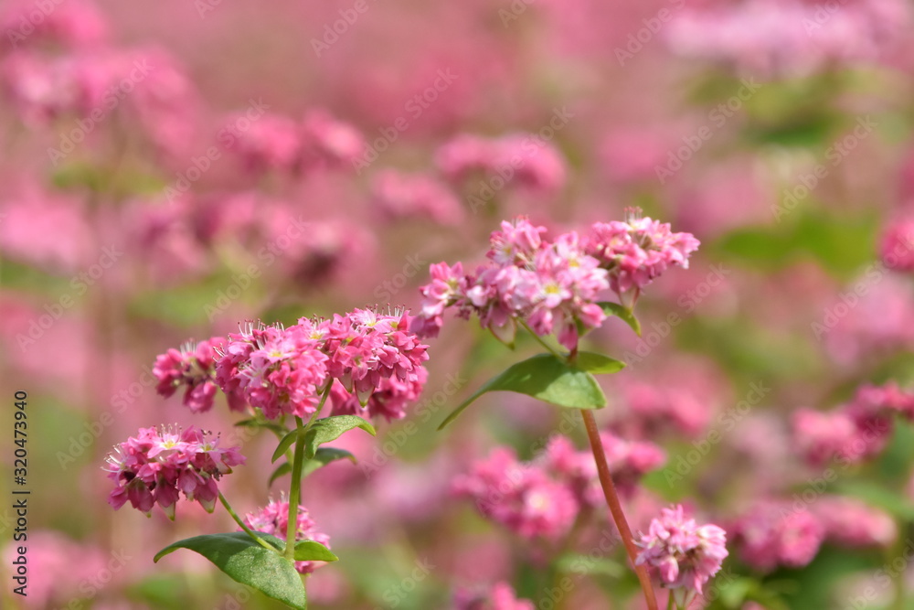 そばの花畑