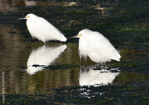 Фотография A pair of snowy egrets (Egretta thula), with slightly bedraggled and wet feathers, stand in the shallows along Elkhorn Slough in California