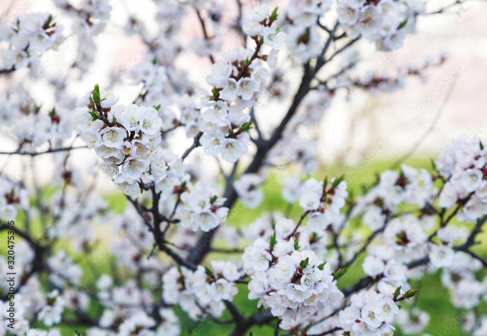 Blossoming cherry trees in spring. Sakura branches with sunlight. Nature background Blossoming cherry trees in spring. Sakura branches with sunlight. Nature background