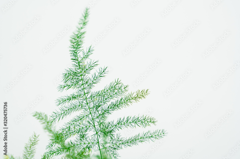 Green fern on white background with copy space
