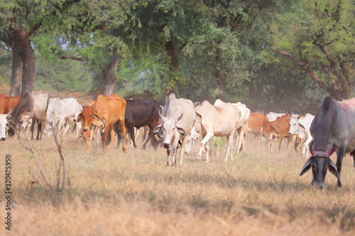 different color cows in group