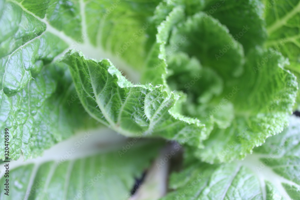 Real cabbage, young cabbage, young cabbage leaf, green leaf, young cabbage leaf pictured from above Real cabbage, young cabbage, young cabbage leaf, green leaf, young cabbage leaf pictured from above