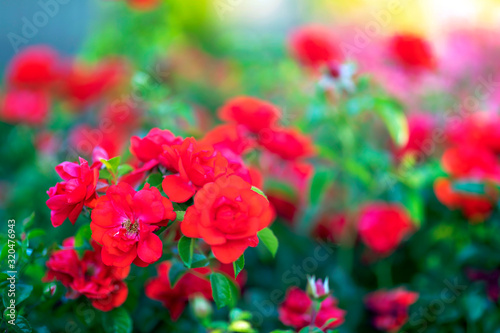 red roses in the garden © Mariusz Blach