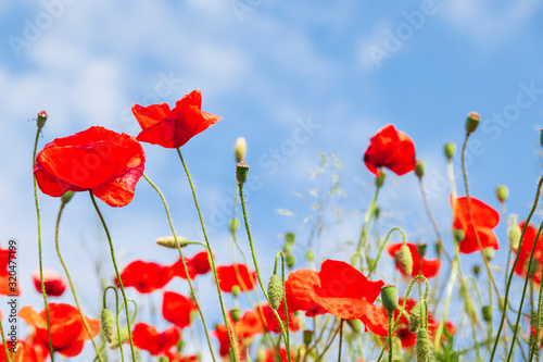 Red poppy flowers on sunny blue sky, poppies spring blossom, green meadow with flowers