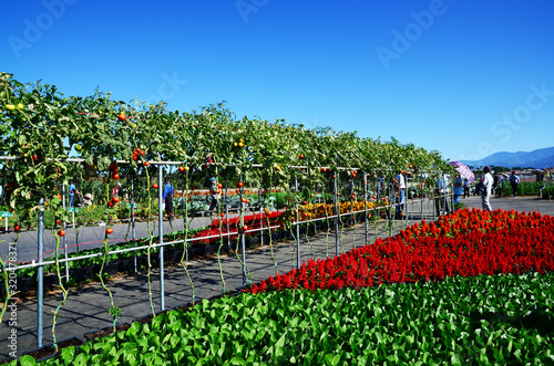  Edible Landscape Area in Xinshe Flower Sea. It's a seasonal Expo in central Taiwan. photo