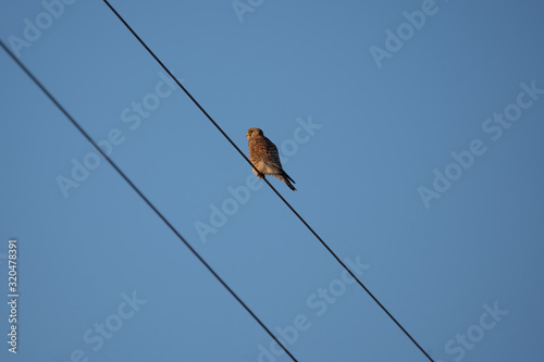 The common kestrel and the anthropic environment photo