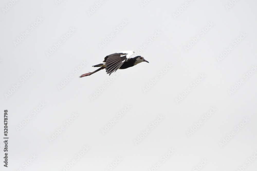 Long-toed lapwing, Mabamba Bay, Uganda Long-toed lapwing, Mabamba Bay, Uganda