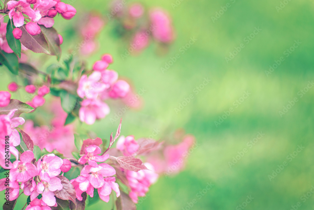 Soft focused bright flowering apple tree branch covered with lot of pink flowers on blurred green background with leaves bokeh. Bright color nature spring design for any purposes with copy space.	