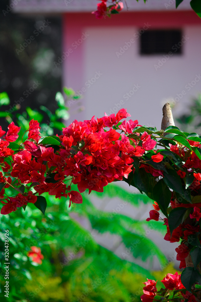 Naklejka premium Beautiful and colorful bougainvillea flowers