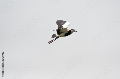 Long-toed lapwing  Mabamba Bay  Uganda