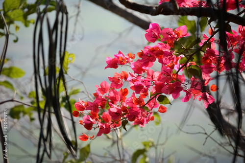 Close-up beautiful nature view of Bougainvillea flower in garden. Floral background. photo