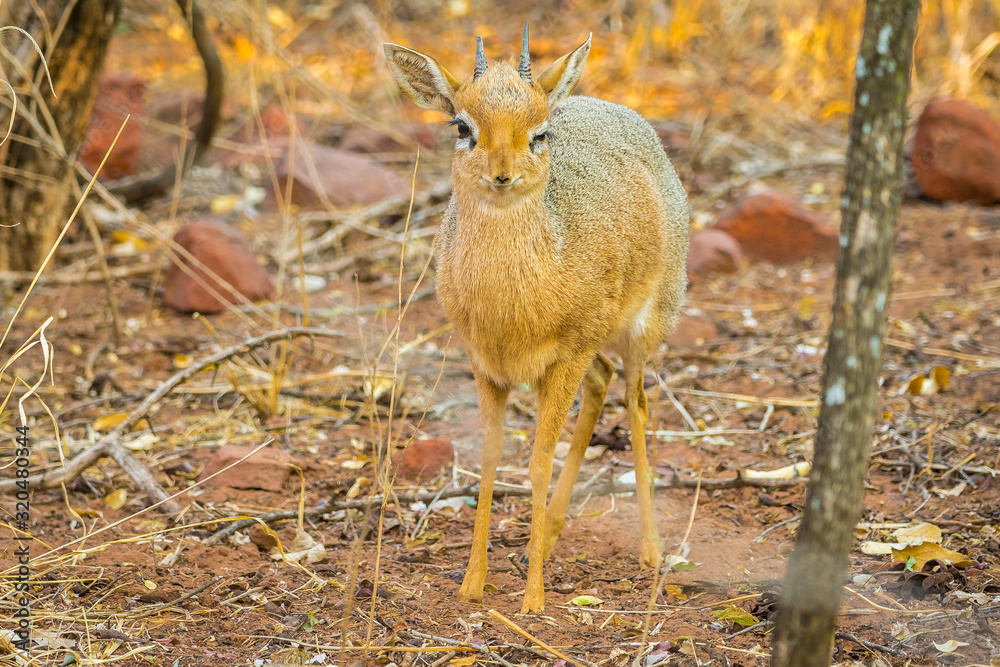 A Dik dik antelope in the Waterberg Plateau National Park in Namibia, Africa. A Dik dik antelope in the Waterberg Plateau National Park in Namibia, Africa.