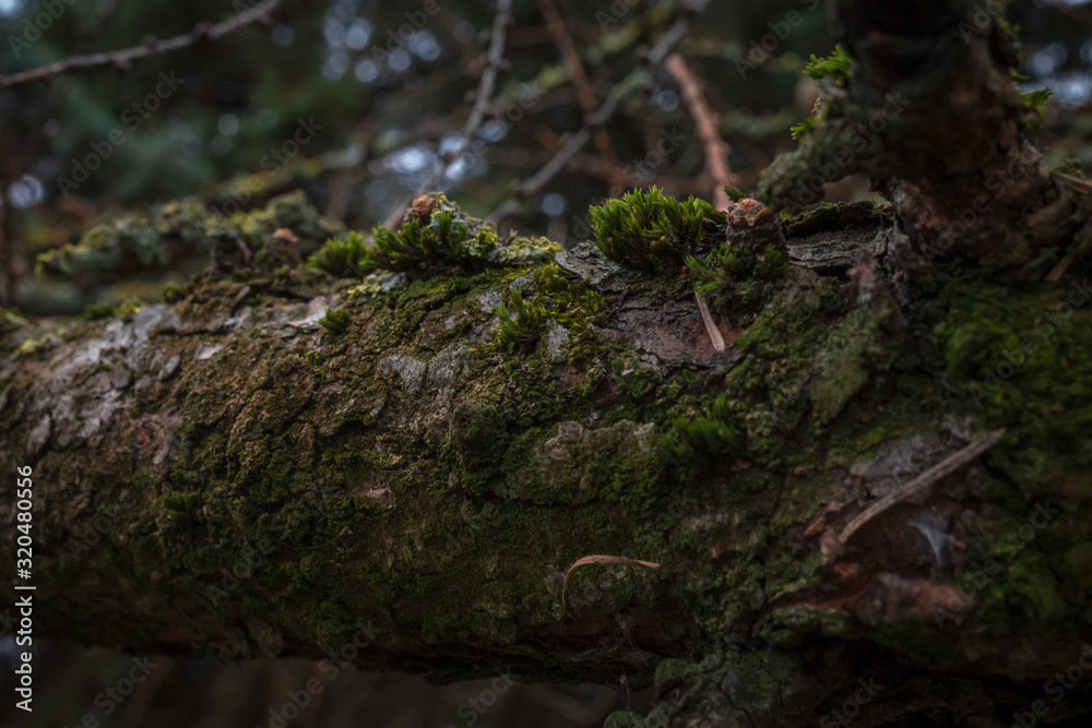 Old larch branch overgrown with moss and lichen Old larch branch overgrown with moss and lichen