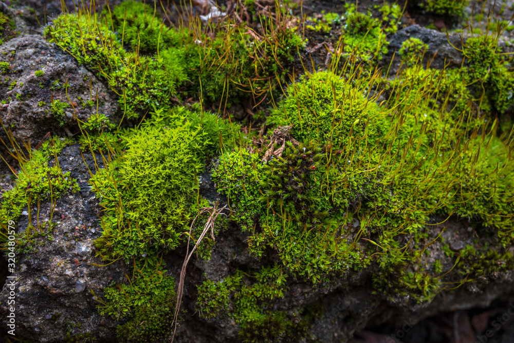 Fototapeta premium Bright thickets of moss on the stone