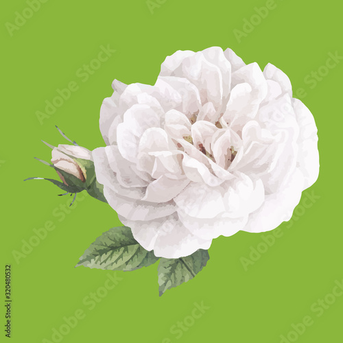 White beautiful rose with a bud on a green background, close up