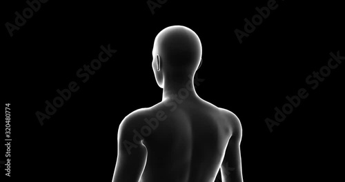 Man, Male 3D Model, Seamless Loop, Transparent with Alpha