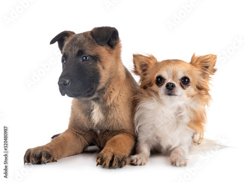puppy malinois and chihuahua