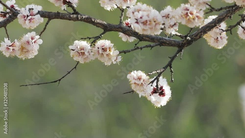 White flowers of blossom tree photo