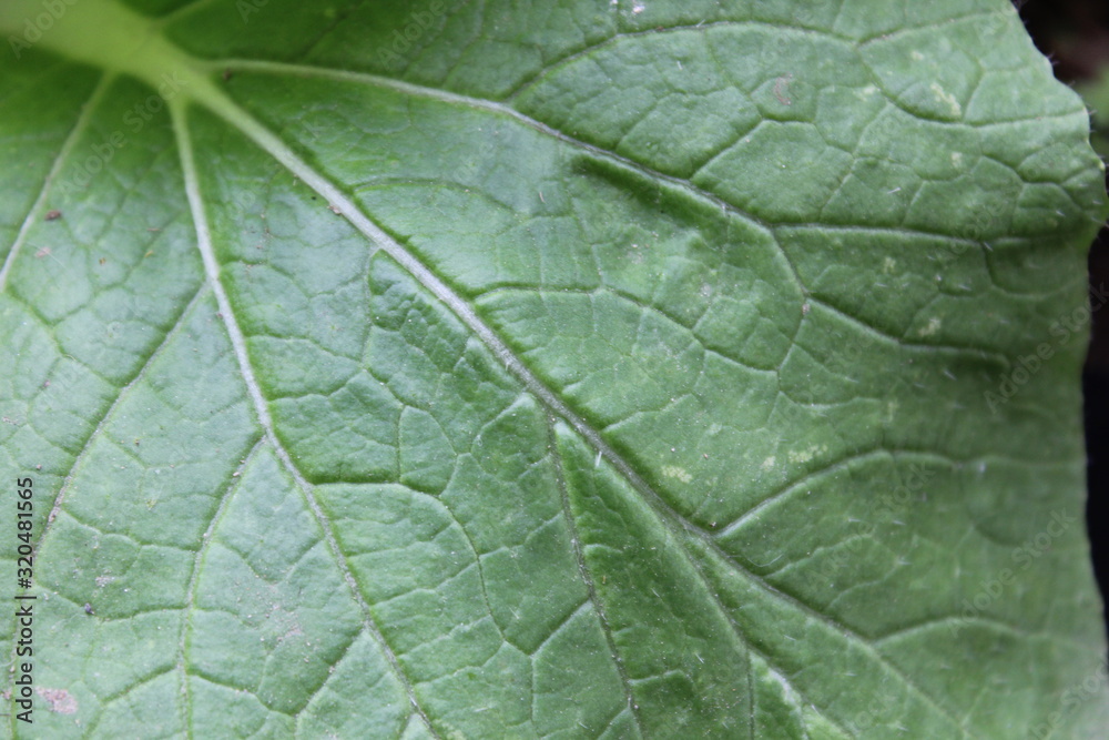 Fototapeta premium Real cabbage, young cabbage, young cabbage leaf, green leaf,
