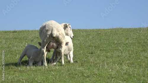 white Sheep suckling sheep lamb on pasture