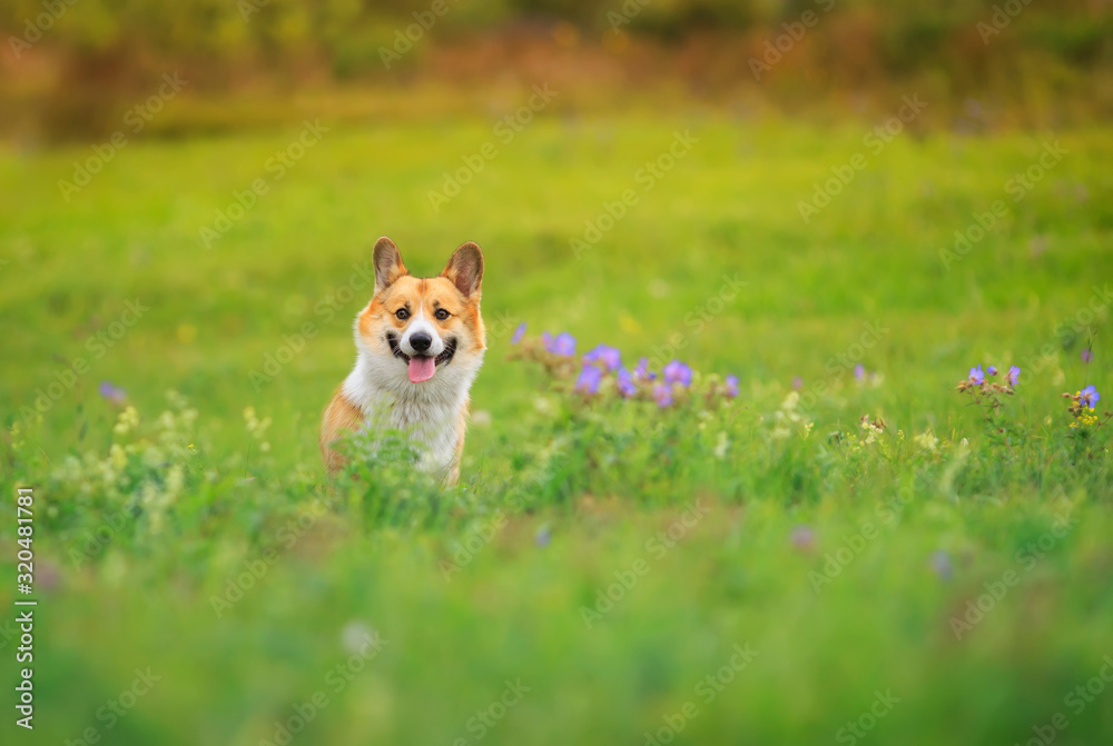  red dog Corgi puppy walks on a green blooming summer meadow with his head out language