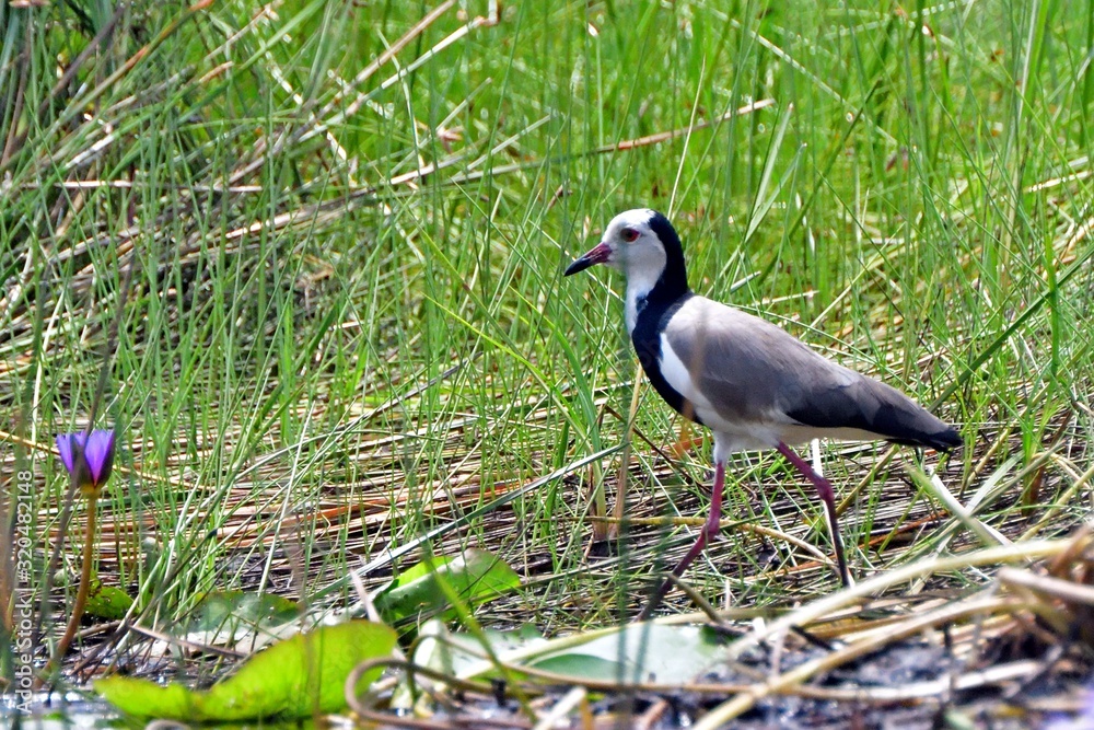 Long-toed lapwing, Mabamba Bay, Uganda Long-toed lapwing, Mabamba Bay, Uganda