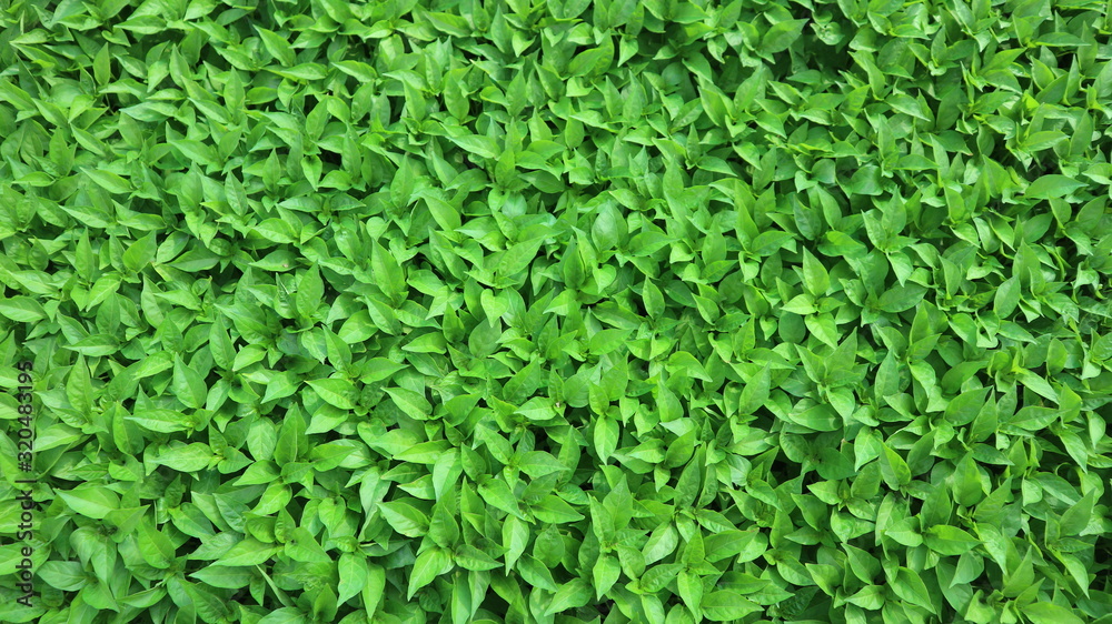 green leaves background green leaves background