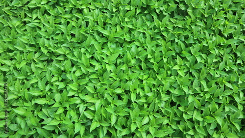 green leaves background