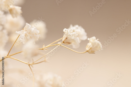 Gypsophila white flowers beige tones