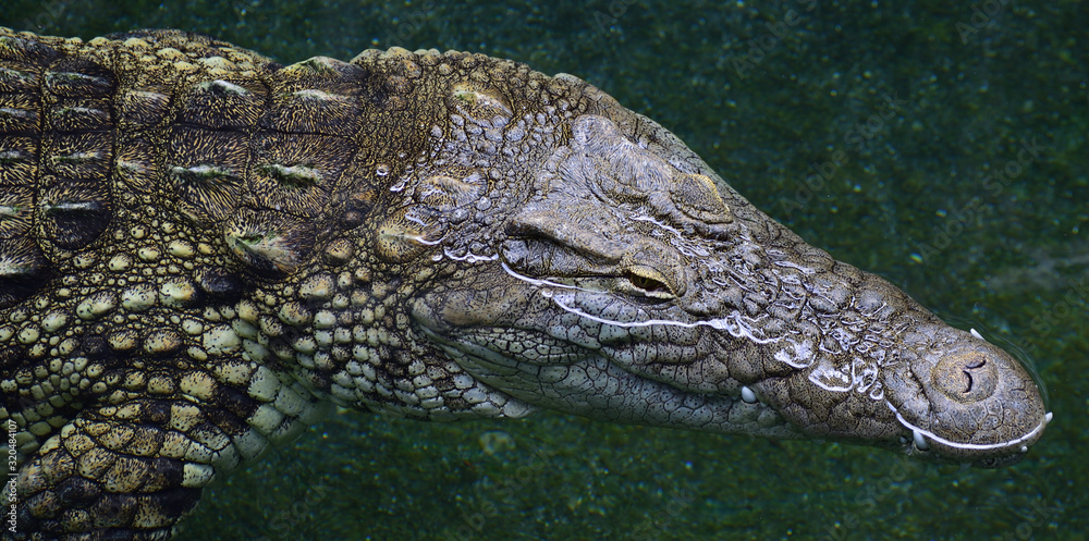 Obraz premium ナイルワニ