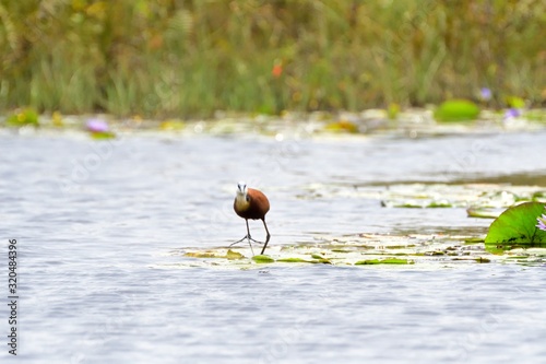 African jacana, Mabamba Bay, Uganda photo