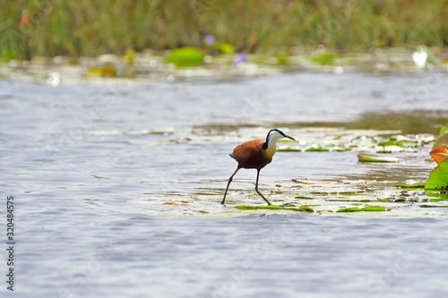 African jacana, Mabamba Bay, Uganda photo